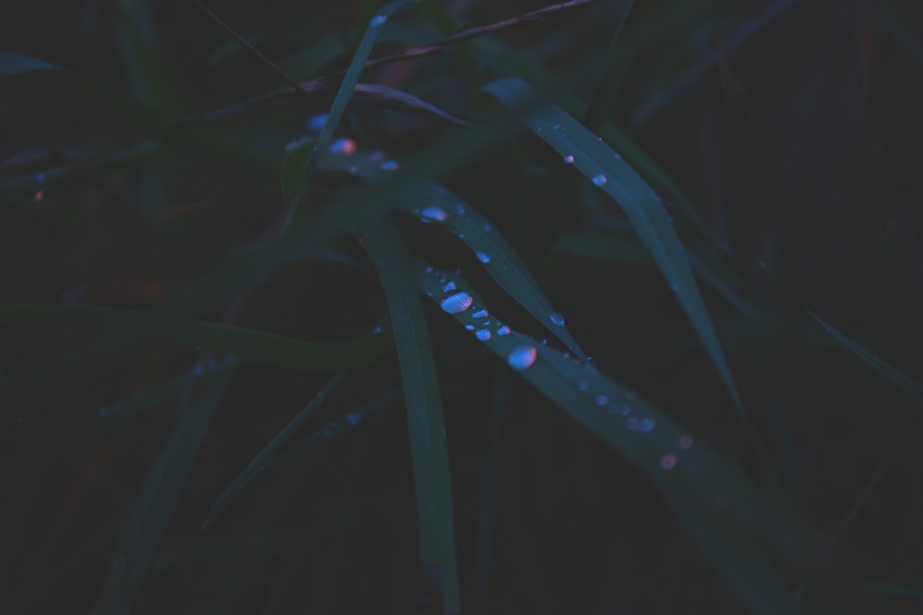 Evening dew - free stock photo