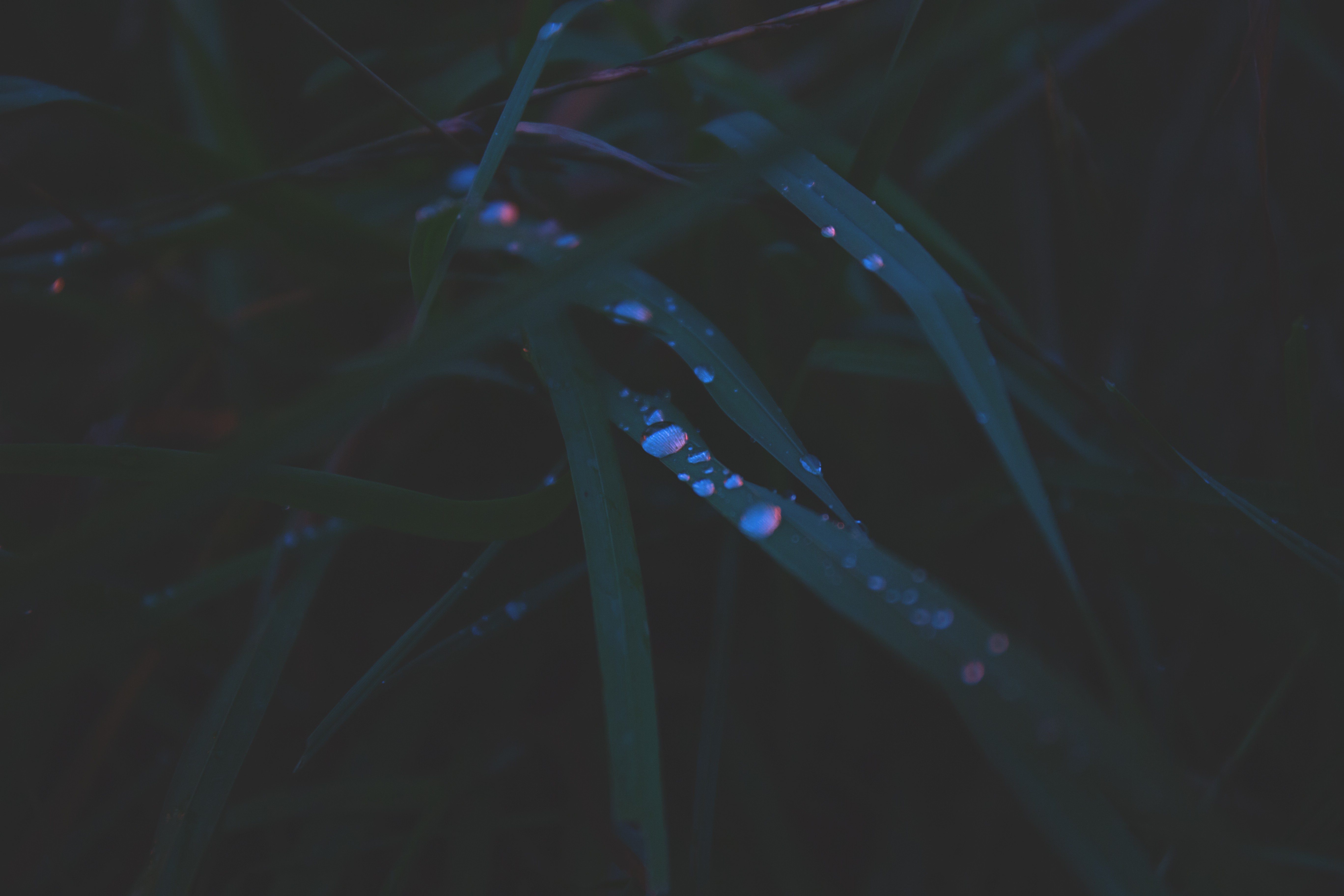 evening-dew-freestocks-free-stock-photo