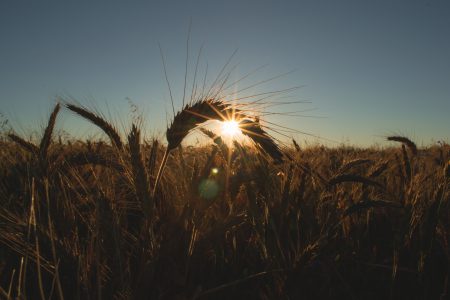 Field of barley - free stock photo