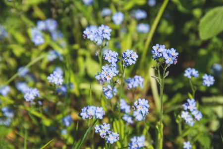 Forget-me-nots - free stock photo