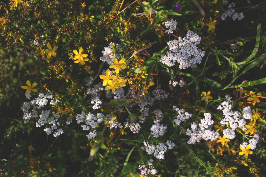 Meadow flowers - free stock photo