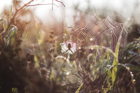 Spider on its web - free stock photo