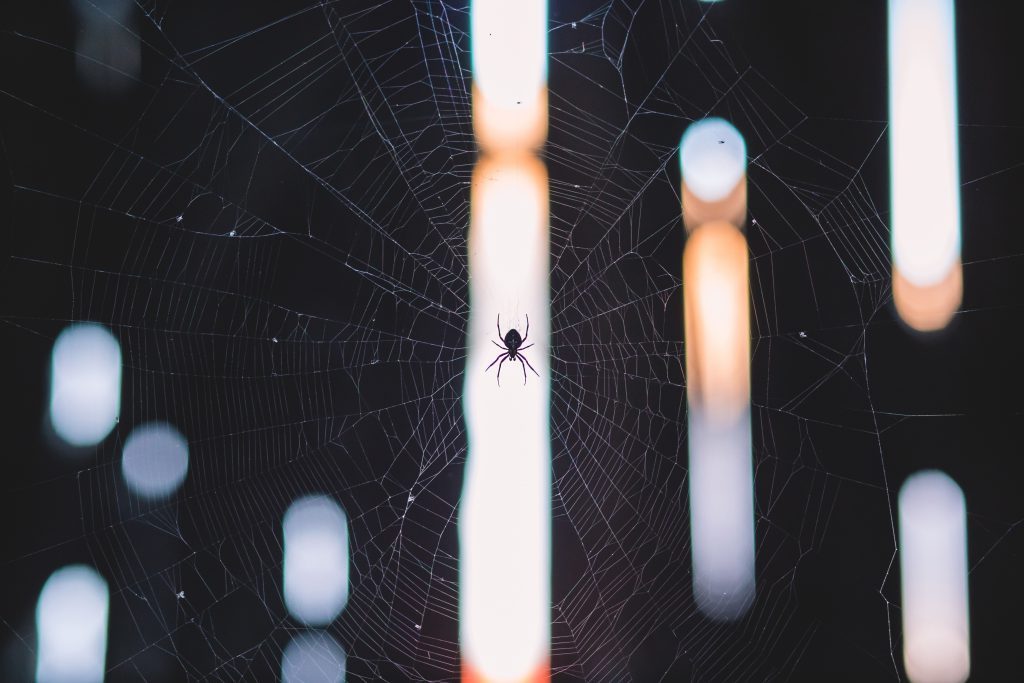 Spider’s web - free stock photo