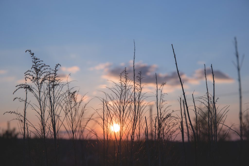 Spring sunset 2 - free stock photo