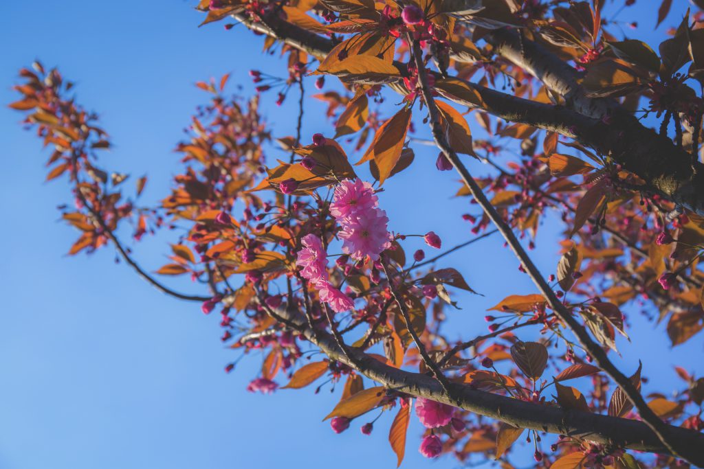 tree_blossom_3-1024x683.jpg