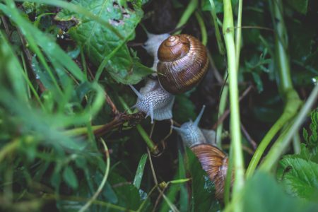 Two snails in grass - free stock photo