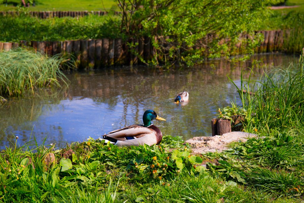 Wild ducks in a pond - free stock photo