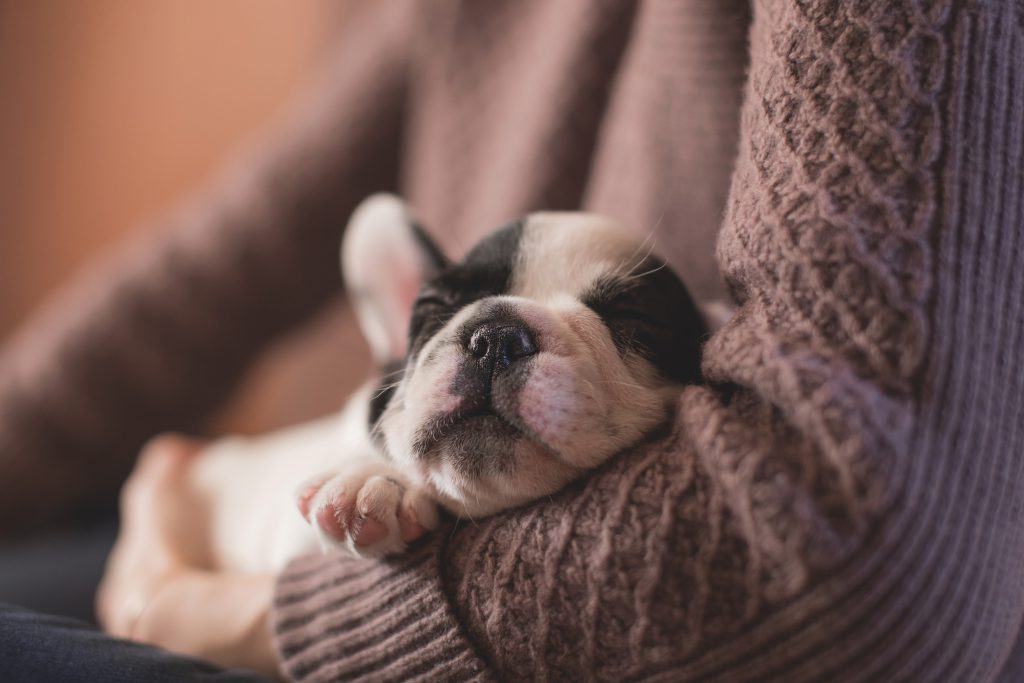 Woman with a puppy 2 - free stock photo