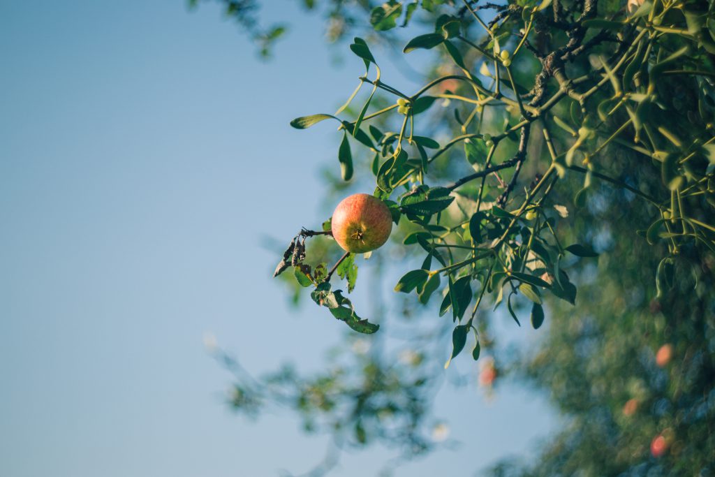 Apple tree and mistletoe - free stock photo