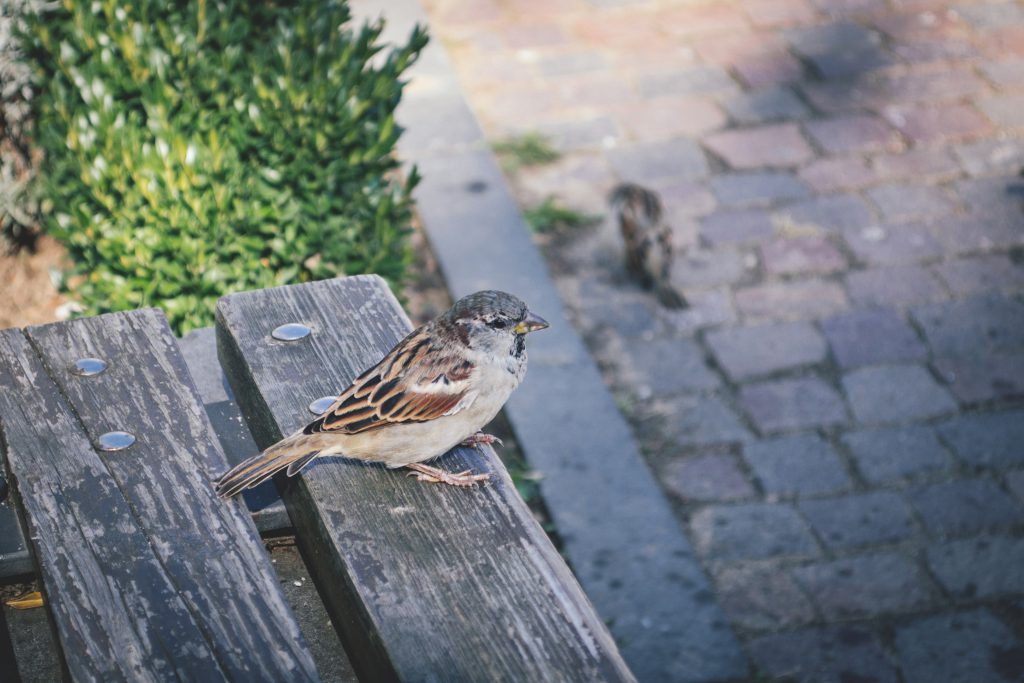 Bird on a bench - free stock photo