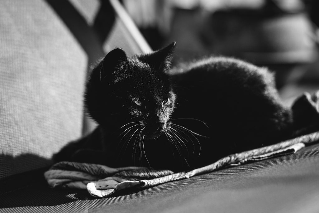 Black cat 2 - free stock photo