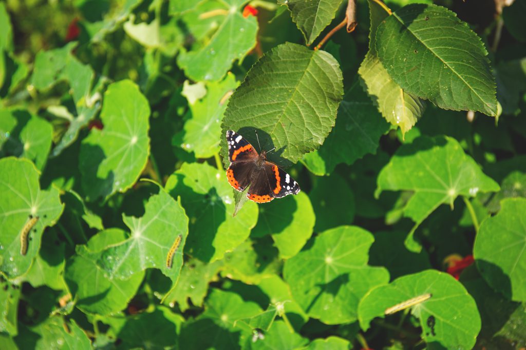 Butterfly and caterpillars - free stock photo