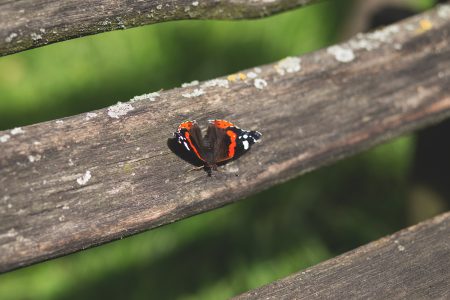 Butterfly on a bench - free stock photo