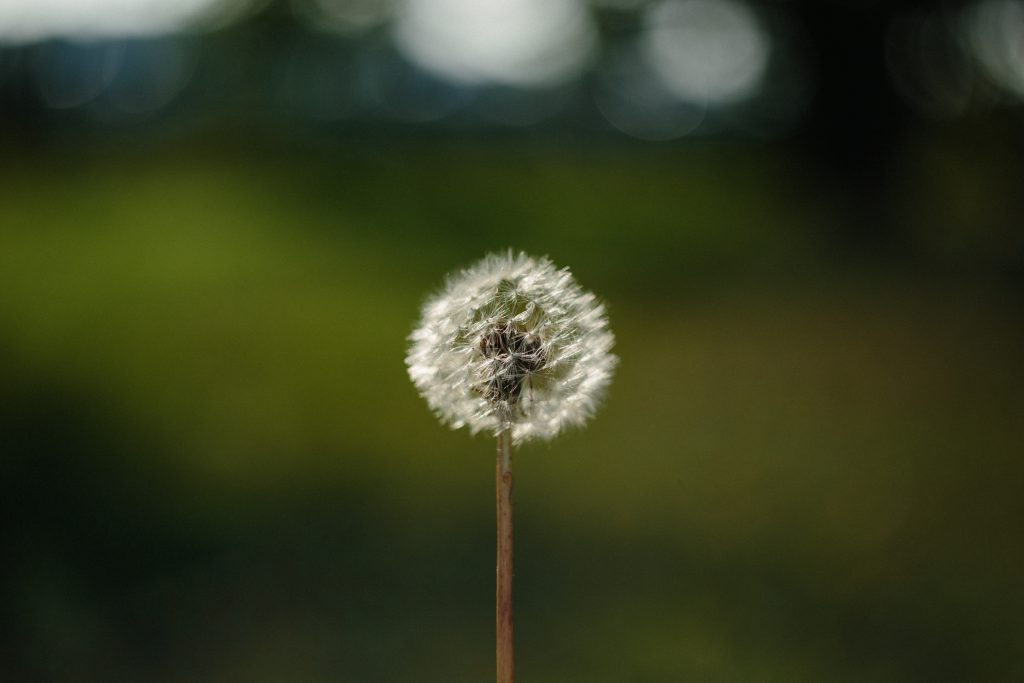 Dandelion - free stock photo