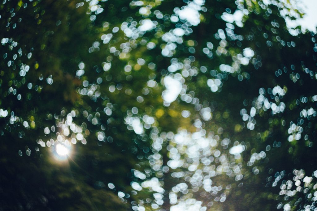 Defocused tree bokeh 2 - free stock photo