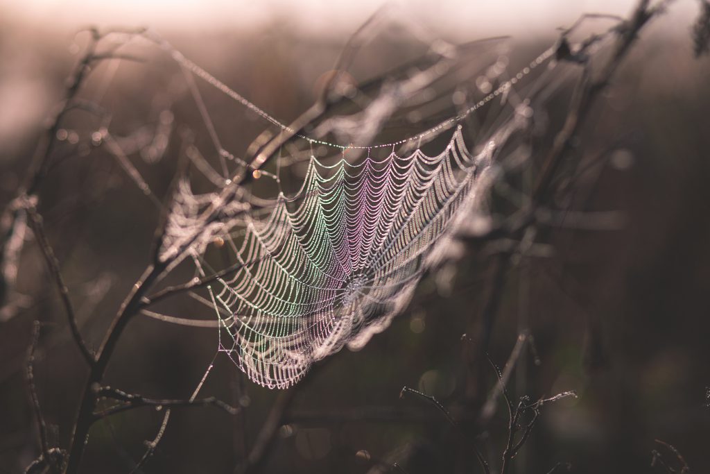 Dew on a spider’s web 2 - free stock photo