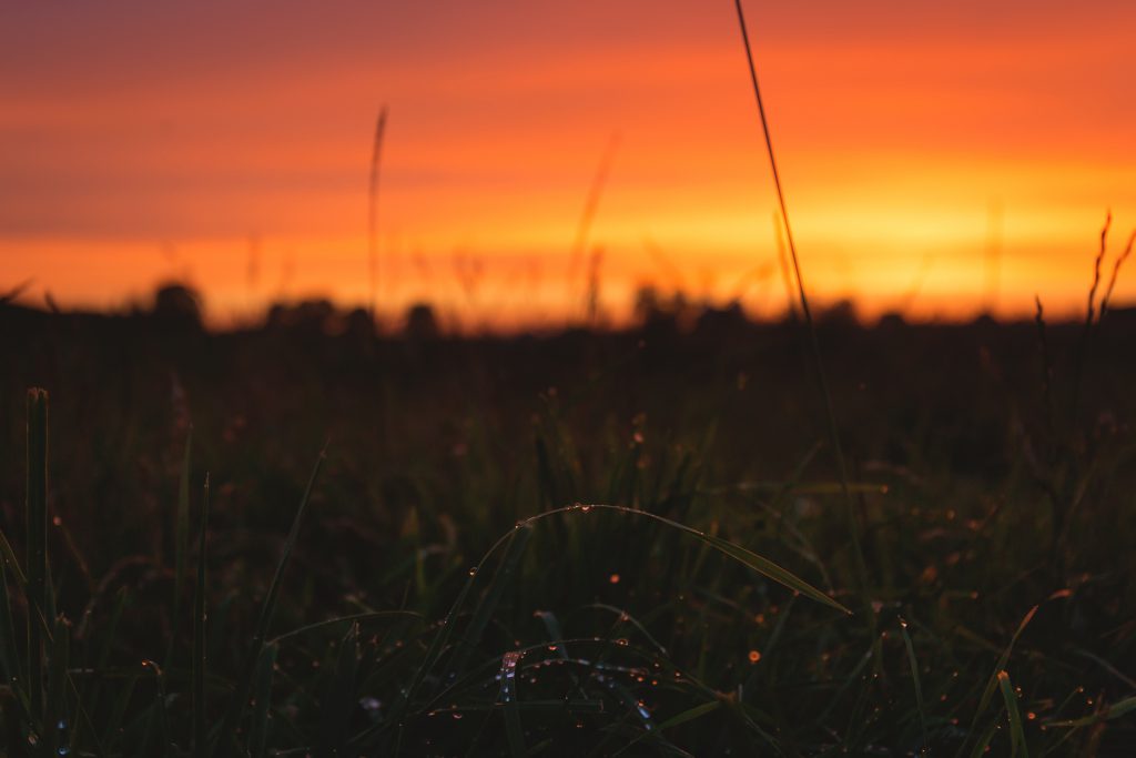 Dew on grass in the sunset 2 - free stock photo