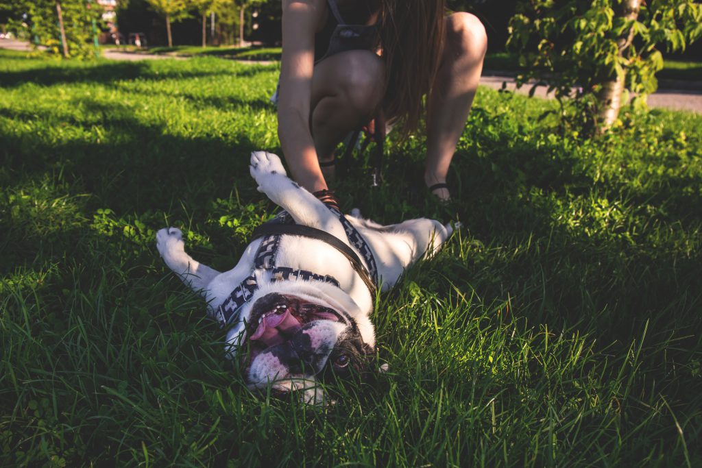 Dog rolling on grass - free stock photo
