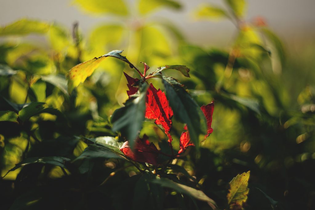 First red leaf - free stock photo