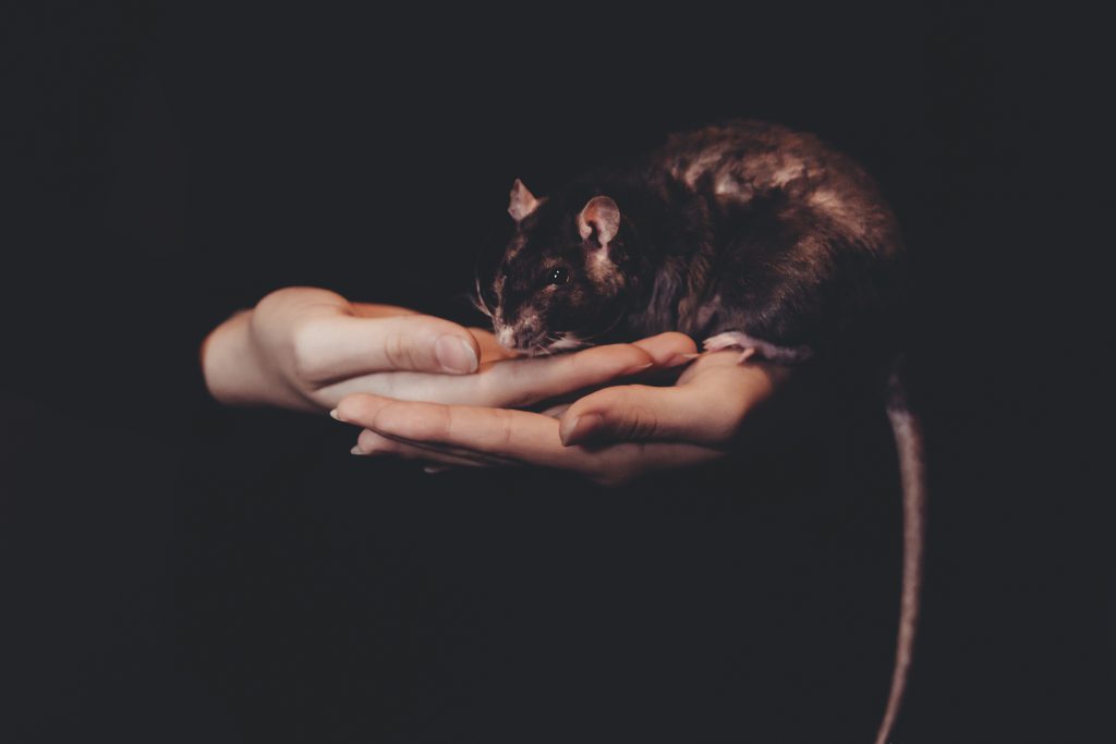 Girl holding a rat - free stock photo
