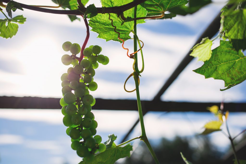 Green grapes 4 - free stock photo