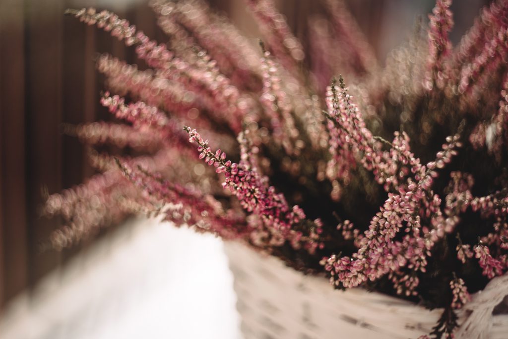 Heather in a pot 2 - free stock photo