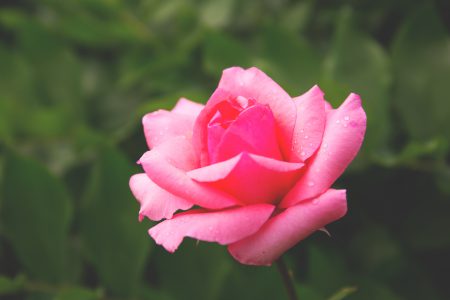 Pink rose - free stock photo