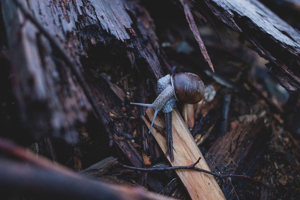 Snail on wood - free stock photo