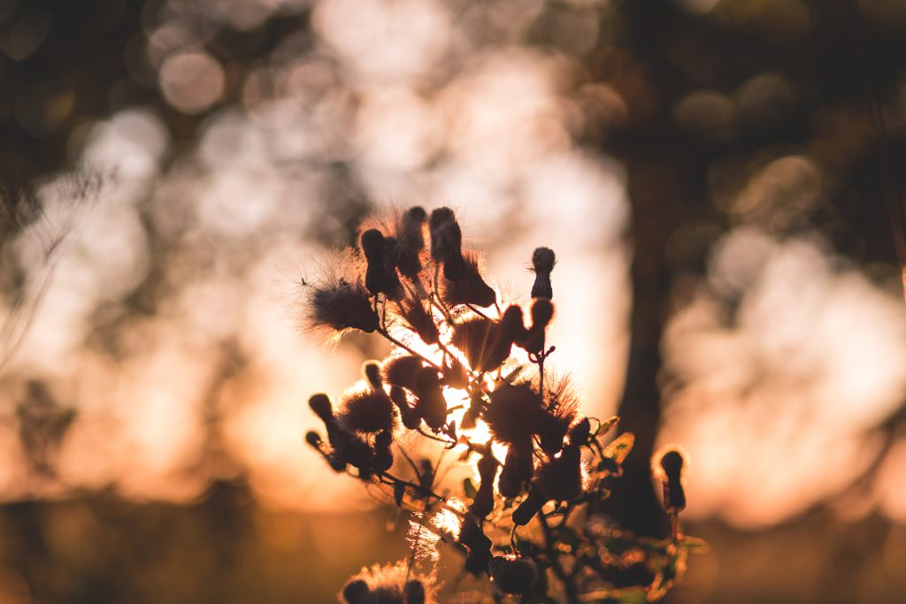 Thistle in sunset light 2 - free stock photo