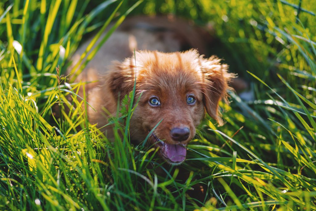 toller_puppy-1024x683.jpg