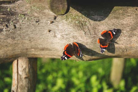 Two butterflies - free stock photo