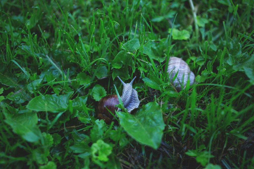 Two snails in grass 2 - free stock photo