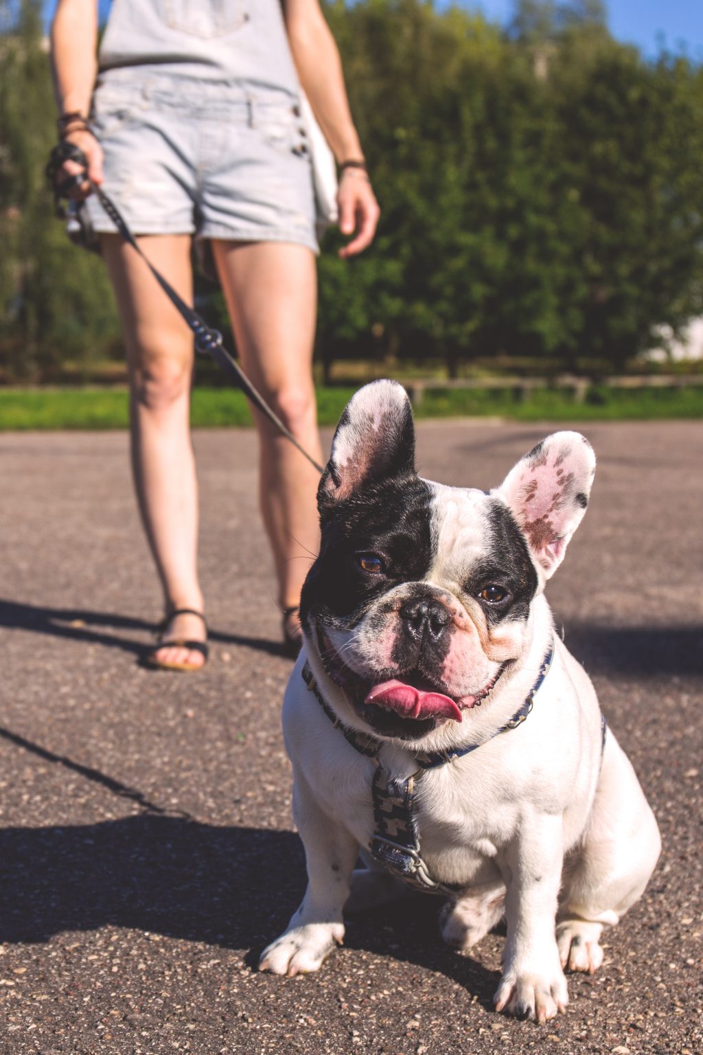 Walking the dog - free stock photo