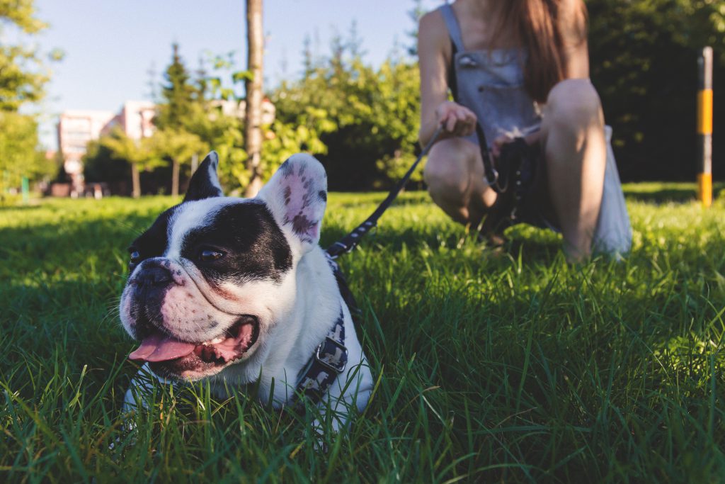 Walking the dog 2 - free stock photo