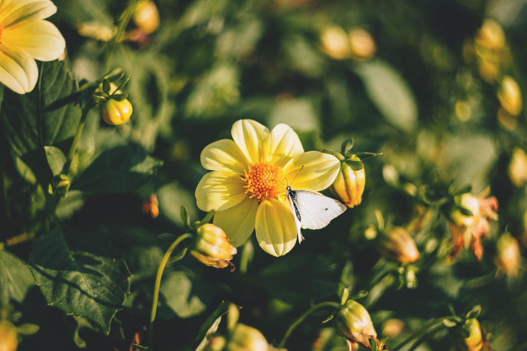 White butterfly - free stock photo