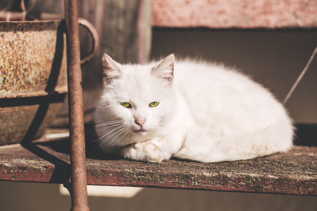 White cat - free stock photo