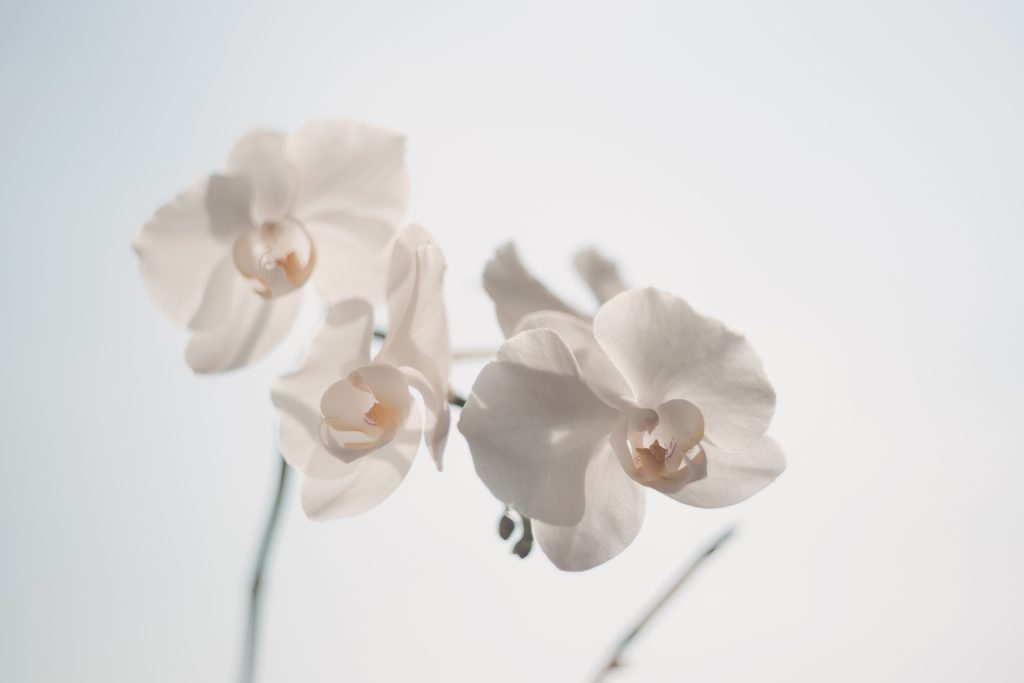 White orchid - free stock photo