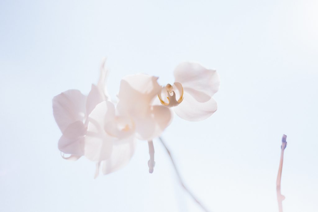 White orchid 2 - free stock photo