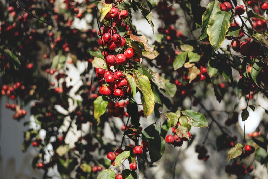 Apple tree - free stock photo