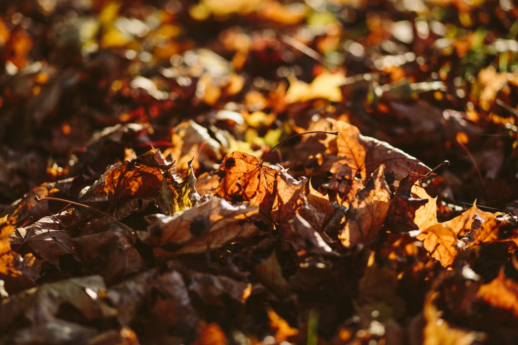 Autumn leaves - free stock photo