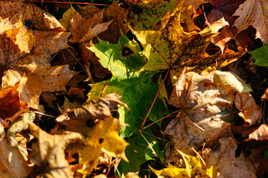 Autumn leaves 2 - free stock photo