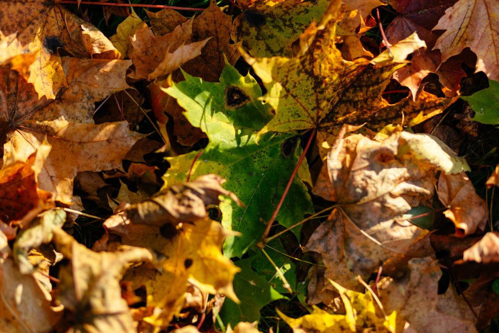 autumn_leaves_2-1024x683.jpg