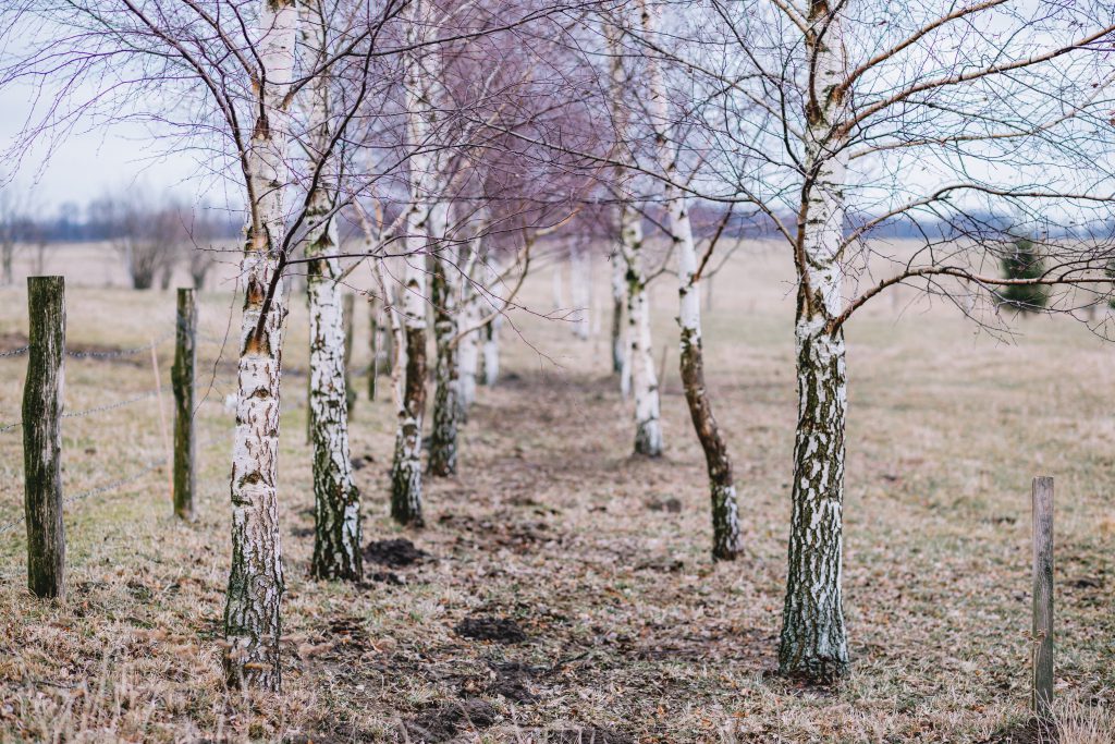 Birches in autumn - free stock photo