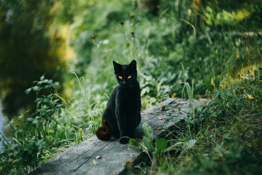 A black cat at the pond - free stock photo