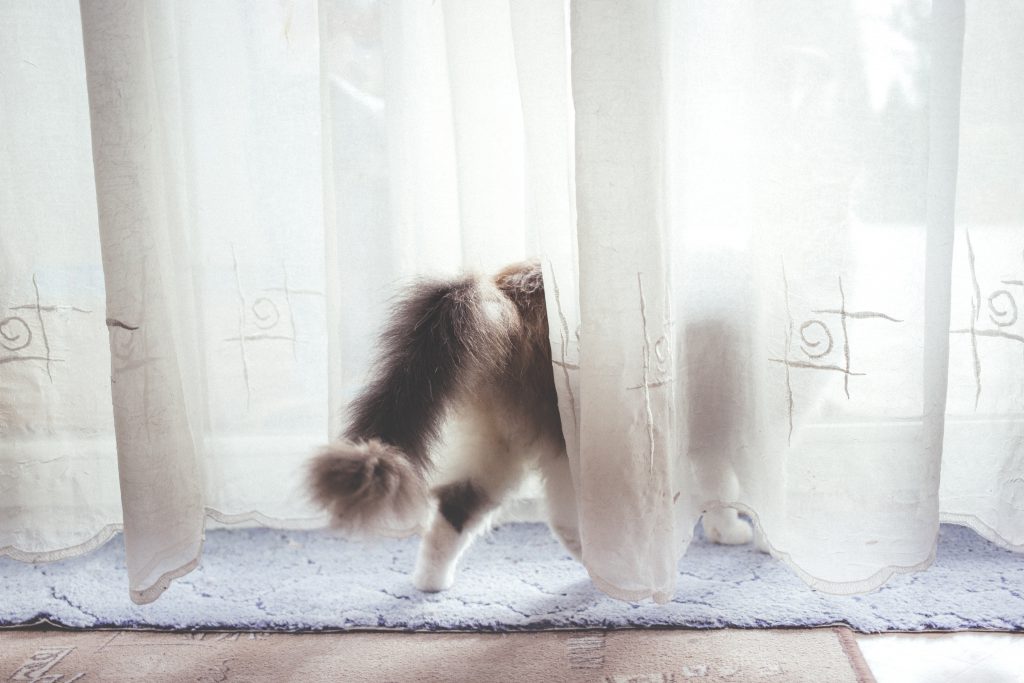 A cat behind the curtain - free stock photo