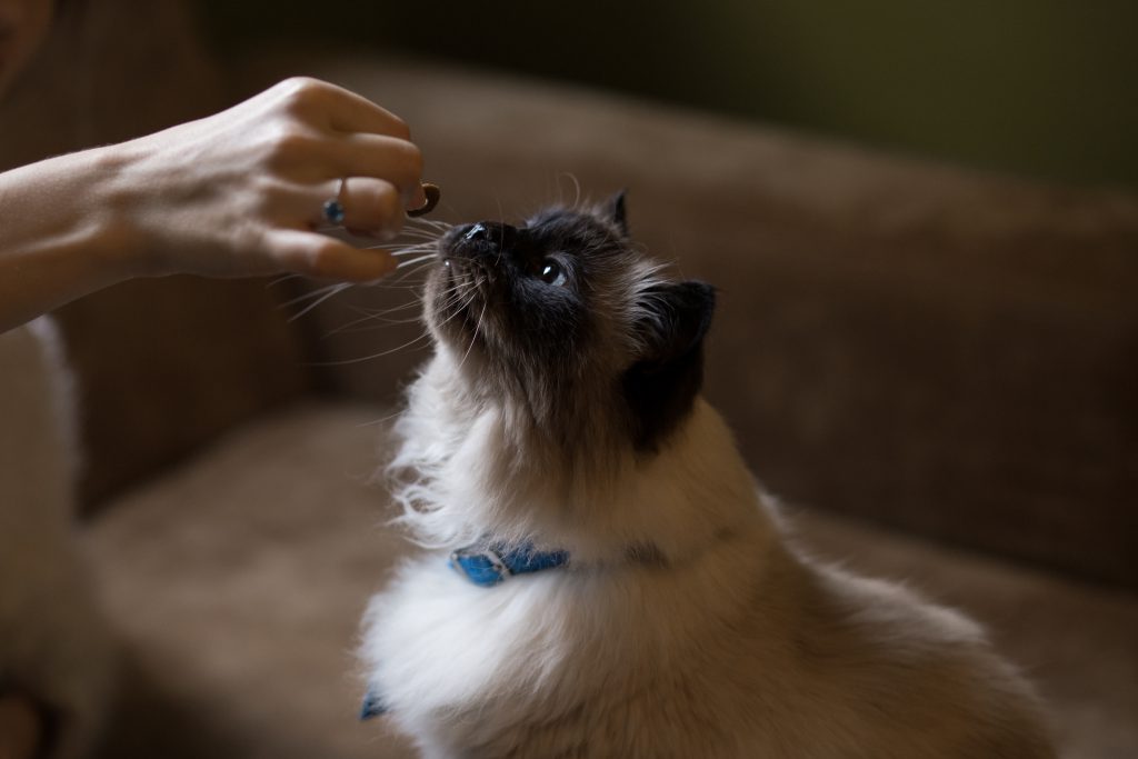 Cat’s treat - free stock photo