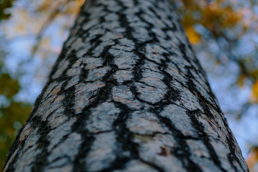 Colorful tree trunk - free stock photo