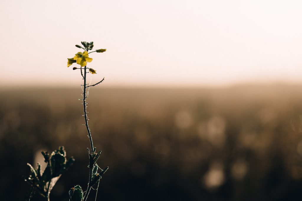 Dew on a meadow flower - free stock photo