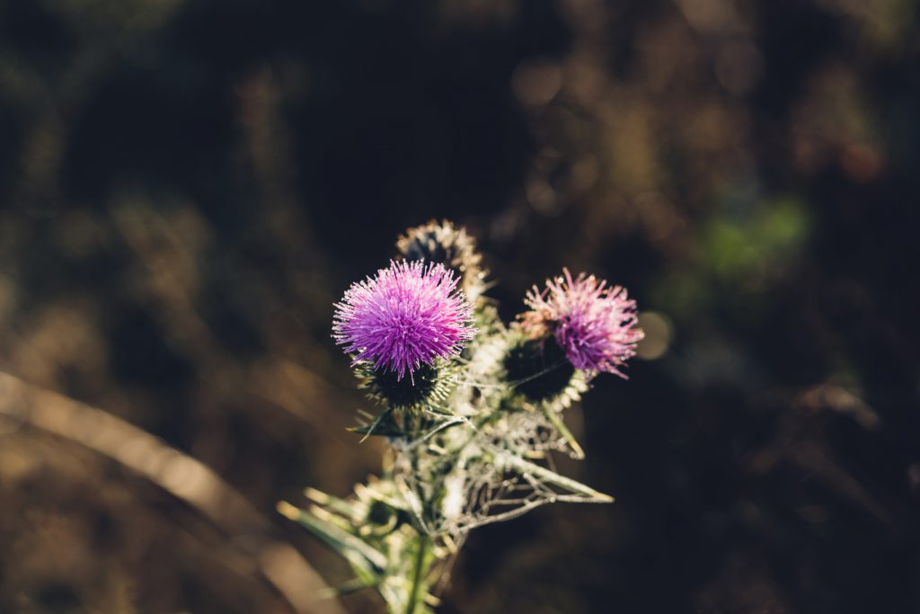 Dew on a purple thistle - free stock photo