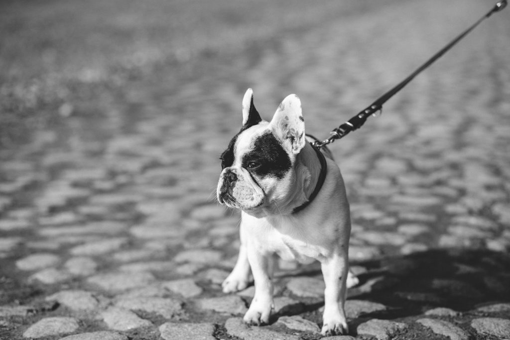 Dog on the leash - free stock photo